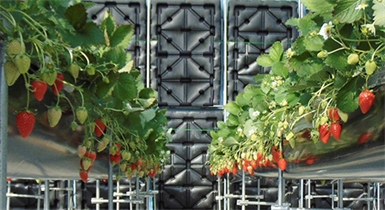 酷寒的冬日里，外界－30℃下，棚內(nèi)無需加溫竟可達到8℃以上-水蓄熱內(nèi)外雙保...