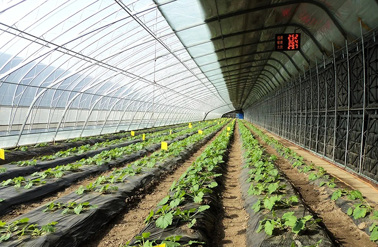 室內(nèi)作物750.jpg 室內(nèi)作物750.jpg