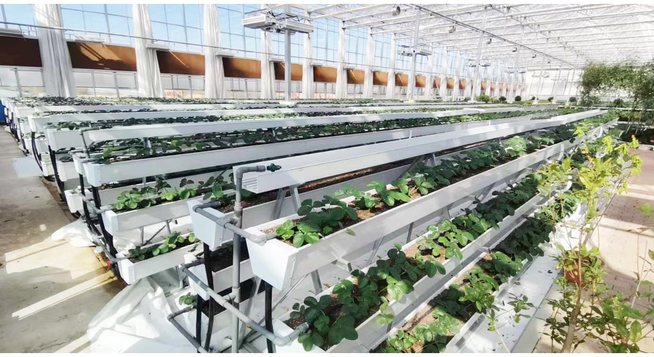 大路鎮(zhèn)苗家灘社區(qū)項(xiàng)目-智能溫室、日光溫室建設(shè)項(xiàng)目_14.jpg 大路鎮(zhèn)苗家灘社區(qū)項(xiàng)目-智能溫室、日光溫室建設(shè)項(xiàng)目_14.jpg